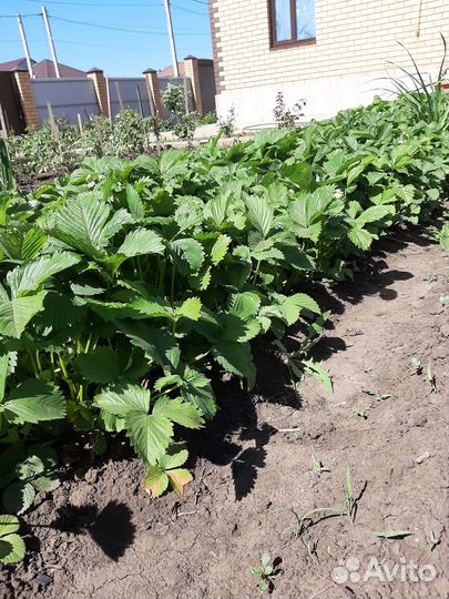 Саженцы клубники ремонтантной