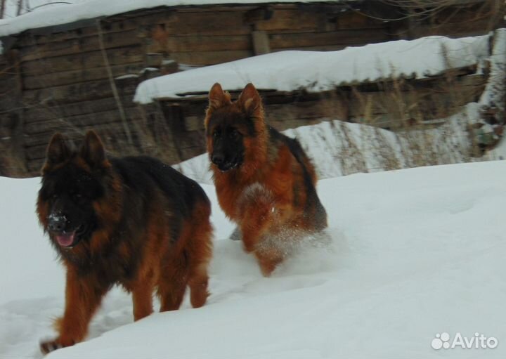 Щенок длинношёрст. дев.-подросток Немецкой овчарки