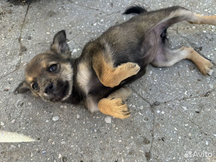 Щенок в добрые руки бесплатно