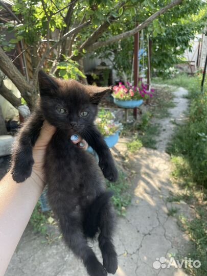 Кошка
