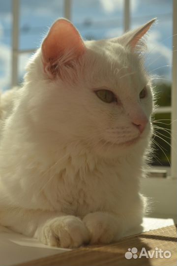 Отдадим кота