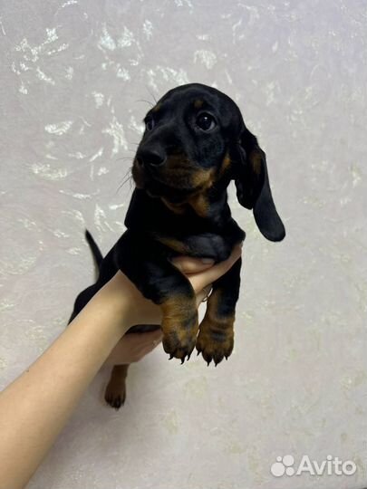 Такса стандартная