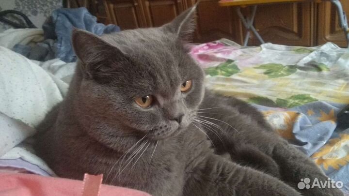 Британский кот вязка