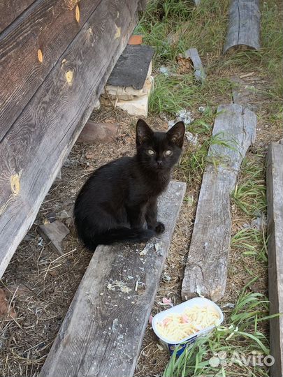 Черный котенок в добрые руки