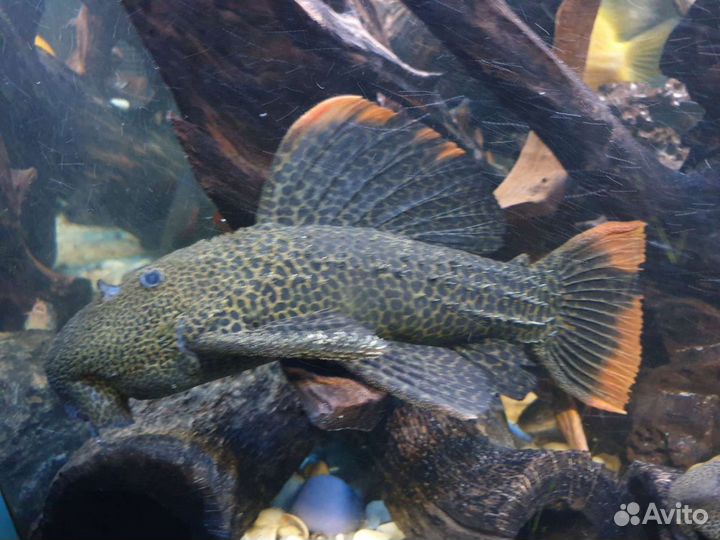Продаю излишки номерных сомов и другой рыбы