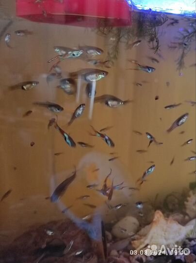 Гуппи Эндлера