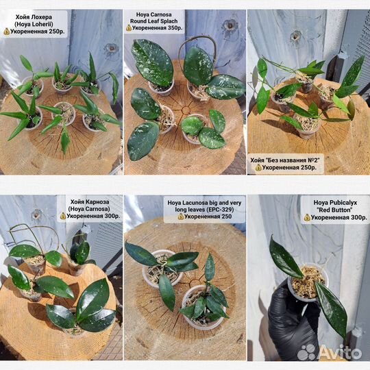 Хойи разные сорта
