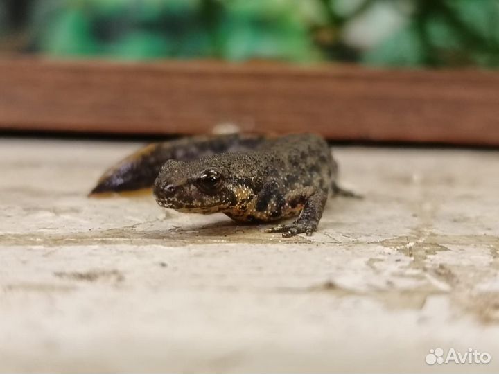 Тритон аквариумный