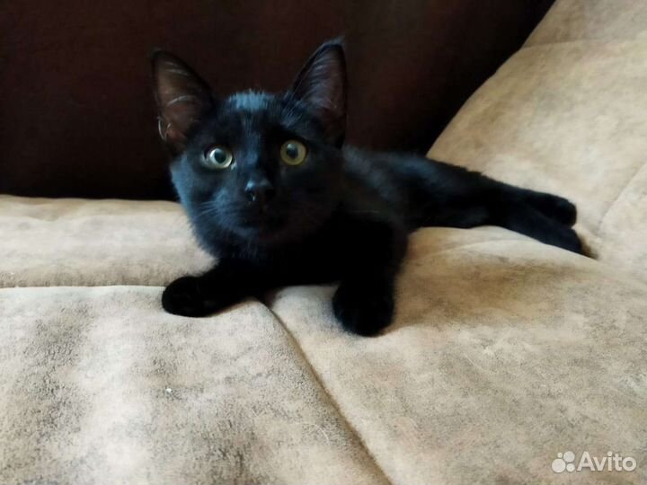 Черепашка и Черныш