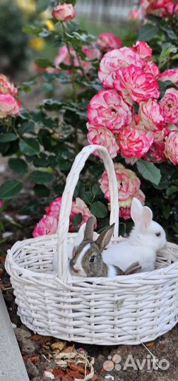 Декоративные кролики в добрые руки