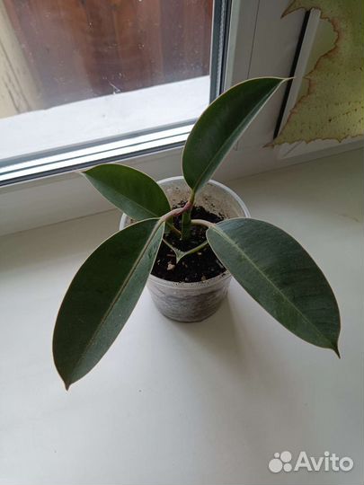 Фикус каучуконосный