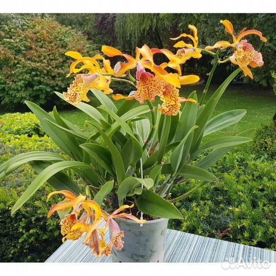 Орхидея. Каттлея Французкая Лиса