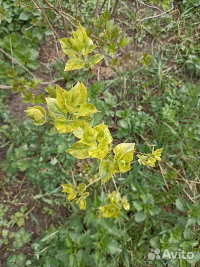 Саженцы сирени