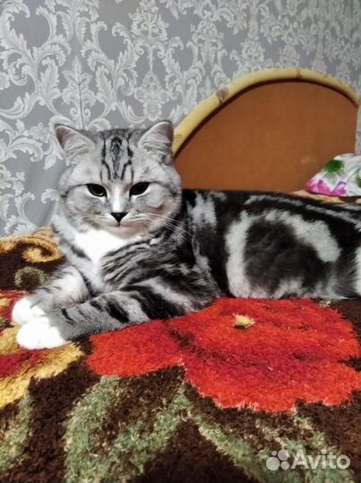 Шотландский кот на вязку