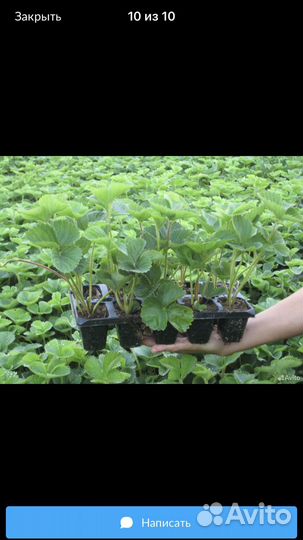 Клубника сорт Фейерверк: праздник на грядках