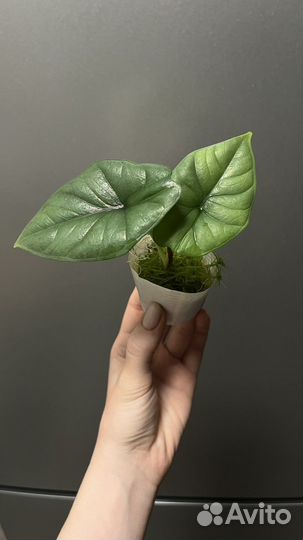 Алоказия бисма платинум