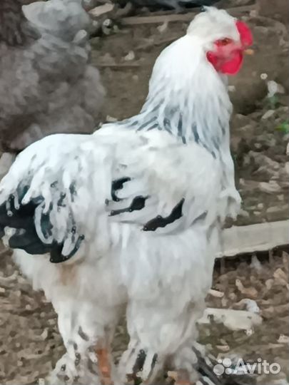Петухи брама