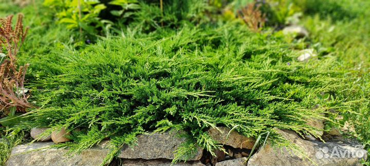 Хвойные растения