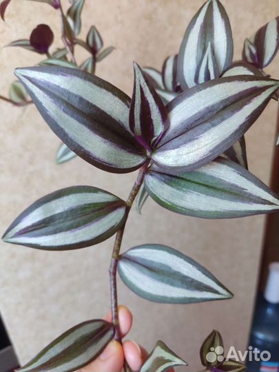 Традесканция