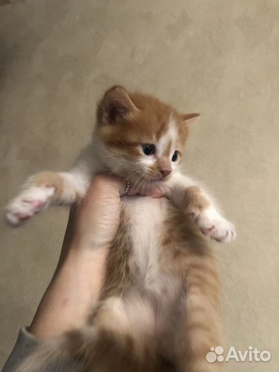 Отдам котят в добрые руки