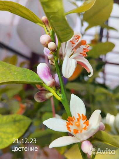 Лимонное дерево