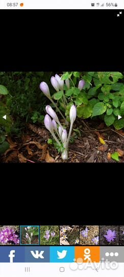 Безвременник