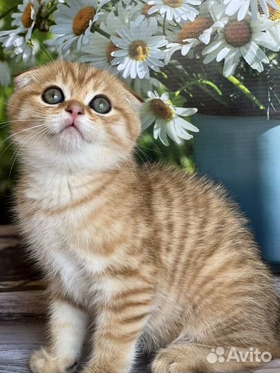 Кошки шотландцы
