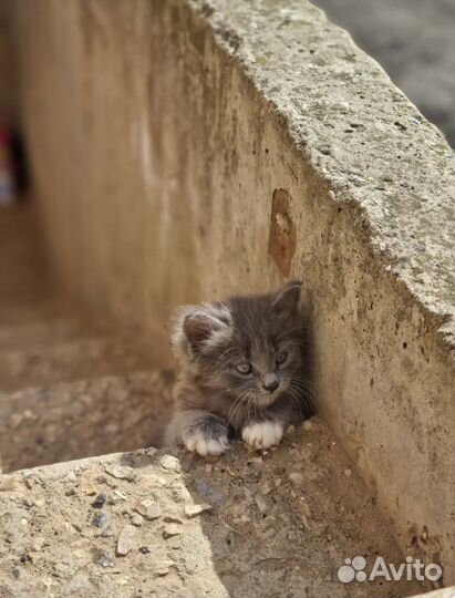 Котик в дар