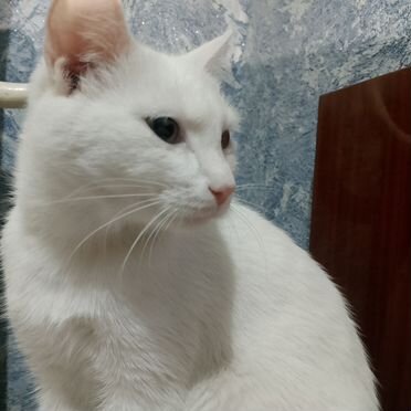 Эльф, взрослая кошка