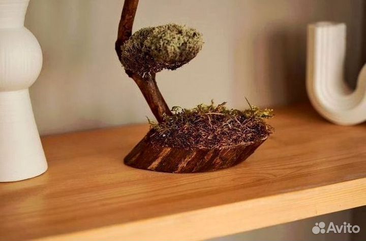 Дерево бонсай из цетрарии ручная работа