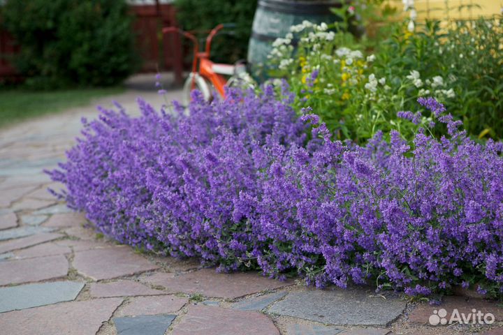 Котовник и лаванда