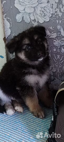 Помесь немецкой овчарки