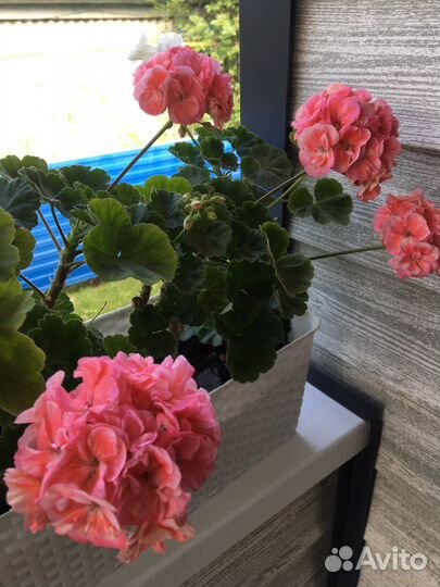 Пеларгония герань