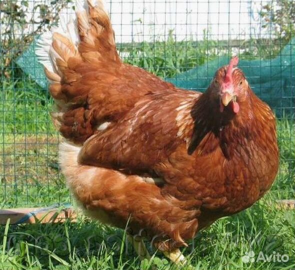 Куры несушки Ломан браун