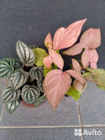 Сингониум розовый Неон Пеперомия Цикас