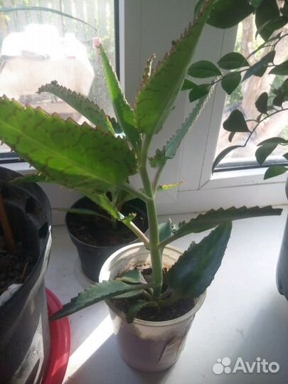 Каланхоэ лечебный живородящий цветок