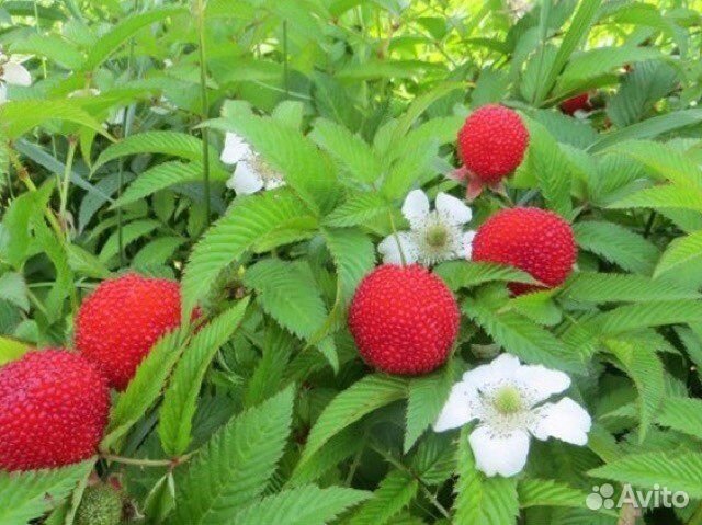 Растения для сада