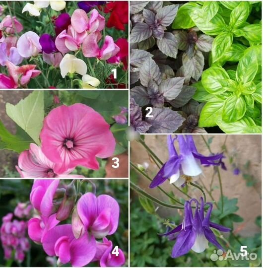 Семена и рассада: лаватера, душистый табак