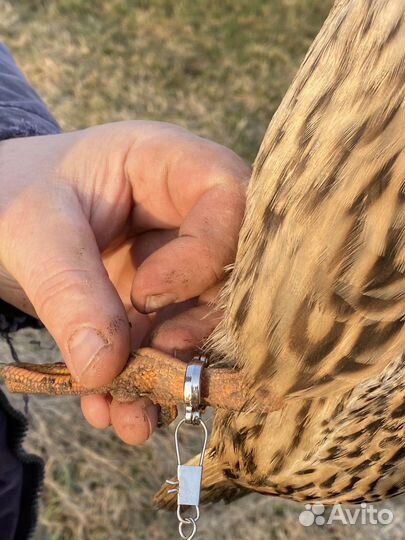 Поводок для подсадной утки,ногавка. Утка подсадная