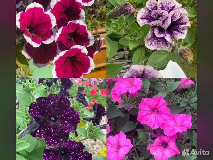 Вегетативная петуния