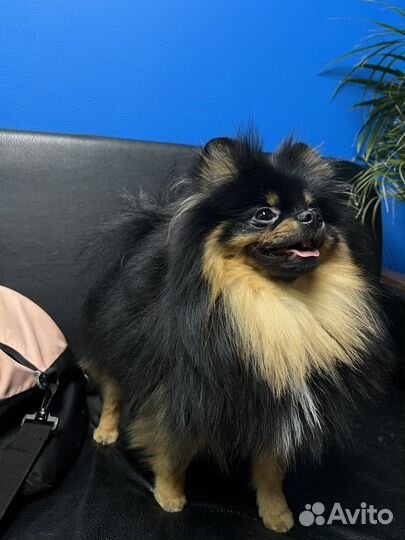 Шпиц мальчик случка (вязка)