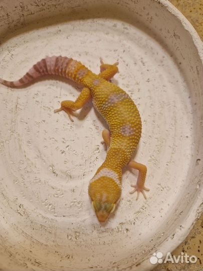 Эублефары самки Тремпер Альбино