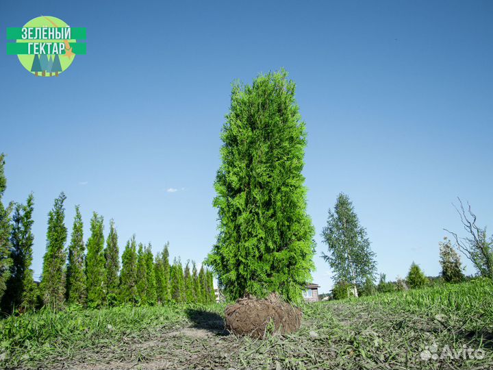 Туя колумна 180 см свежая копка 2023