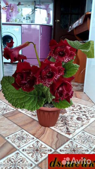 Стрептокарпусы