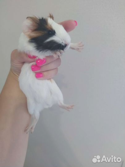 Морская свинка бесплатно