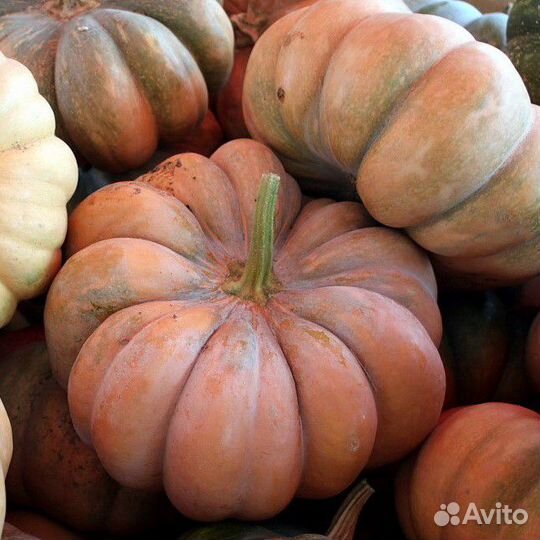 Семена тыквы Мускатная Прованская