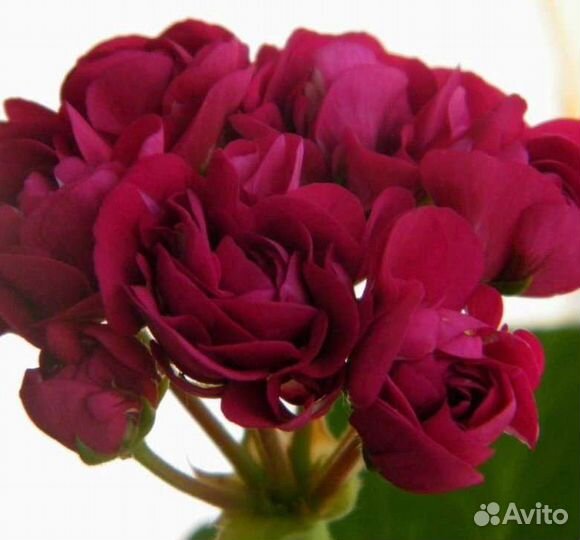 Пеларгония Monseruds rosen сортовая