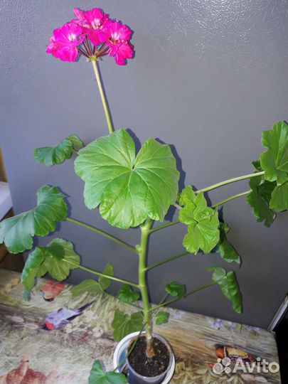 Гиперастум, Герань