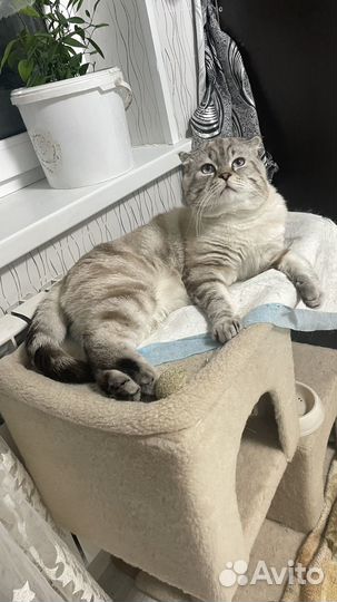Котята шотландцы бенгалы