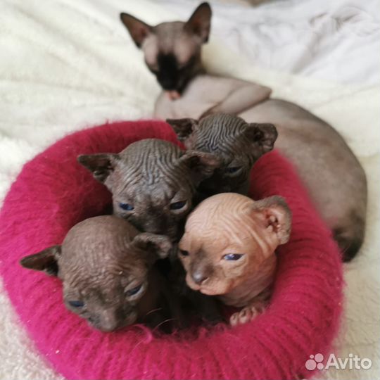 Канадский сфинкс котенок